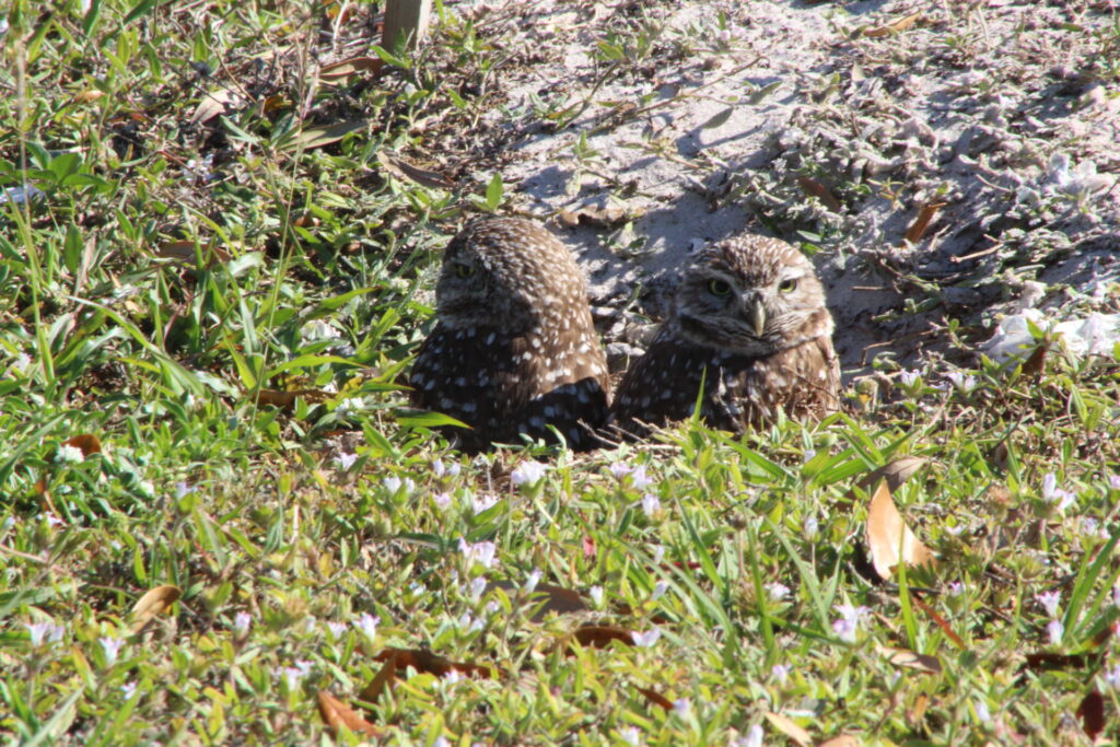 Burrowing Owls in the ground